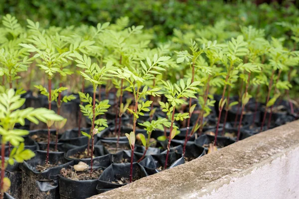 Small Sapling Tree Garden Little Green Plant Sapling Agriculture Concept — Stock Photo, Image