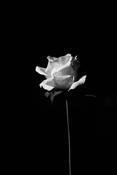 rose flower in black and white,Black backgrund.