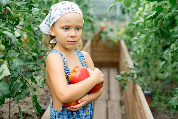 小さな女の子は、温室でトマトを収集します。 — ストック写真