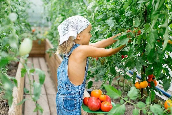 Gadis kecil mengoleksi tomat di rumah kaca — Stok Foto
