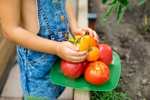 Gadis kecil mengoleksi tomat di rumah kaca — Stok Foto