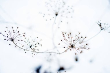 Makro fotoğraf bitki