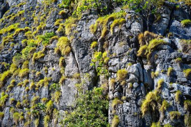 Tayland 'da tropikal orman
