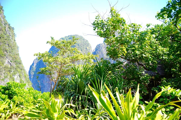 Floresta tropical na Tailândia — Fotografia de Stock