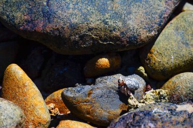 Yengeç münzevi çakıl plajı ve deniz