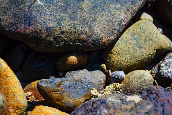 Краб отшельник на галечном пляже и море — стоковое фото