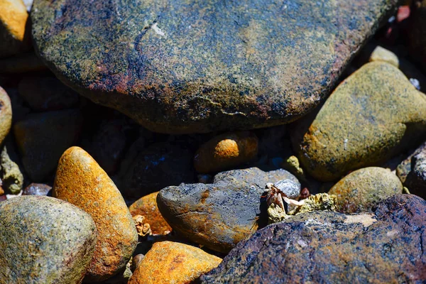 Ermitaño cangrejo en la playa de guijarros y el mar — Foto de Stock