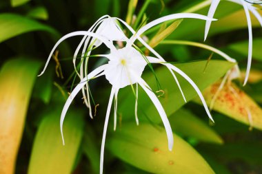 değişik çiçek arka plan