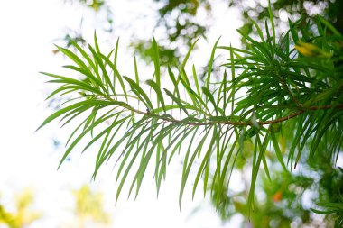 değişik çiçek arka plan