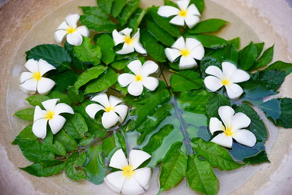 Fundo de flores diferentes — Fotografia de Stock