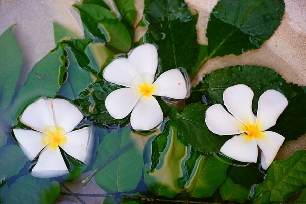 Fundo de flores diferentes — Fotografia de Stock