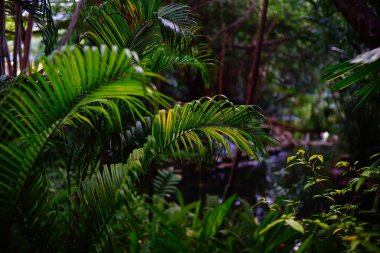 Tayland 'da tropikal orman