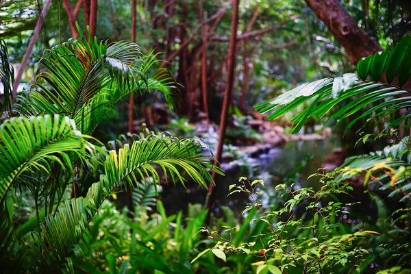 Floresta tropical na Tailândia — Fotografia de Stock