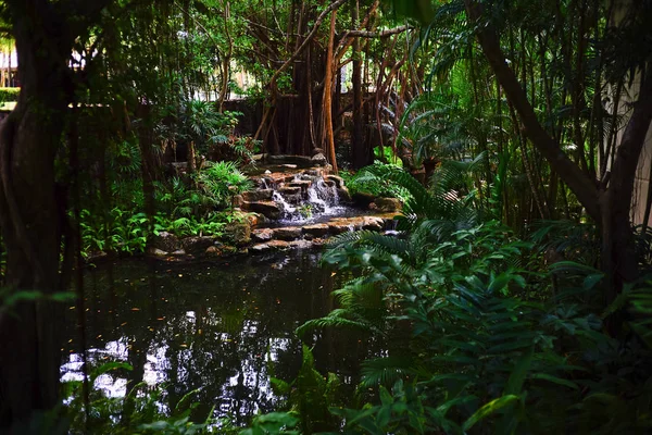 Floresta tropical na Tailândia — Fotografia de Stock