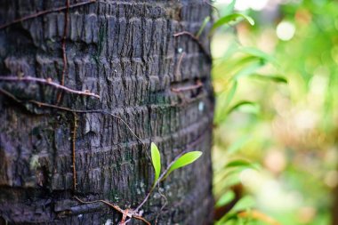 Tayland 'da tropikal orman