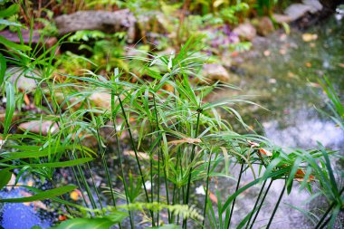 Tayland 'da tropikal orman