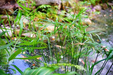 Tayland 'da tropikal orman