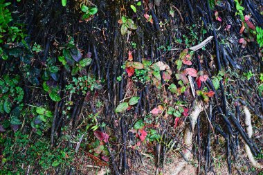 Tayland 'da tropikal orman