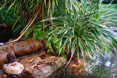 Tayland 'da tropikal orman