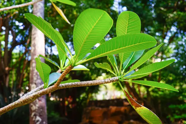 Trópusi erdő Thaiföldön — Stock Fotó