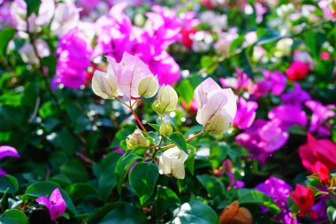 değişik çiçek arka plan