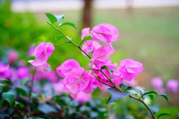 別の花の背景 — ストック写真