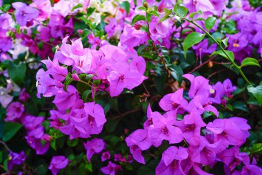 değişik çiçek arka plan