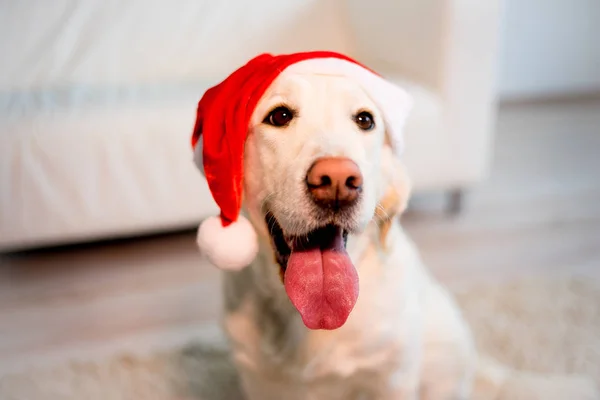 Cão feliz em casa — Fotografia de Stock