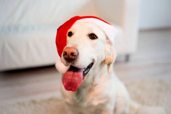 Cão feliz em casa — Fotografia de Stock