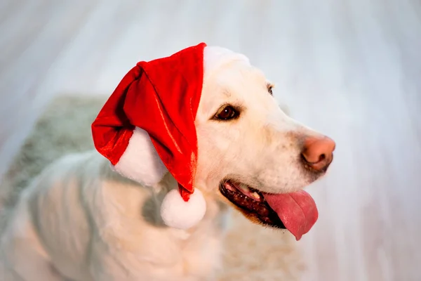 Cão feliz em casa — Fotografia de Stock