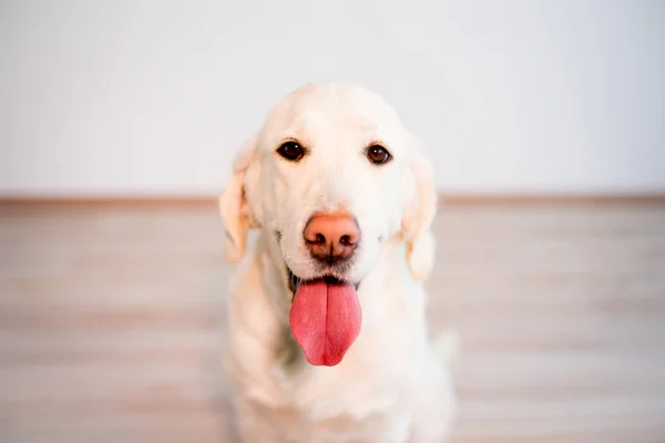 Glücklicher Hund zu Hause — Stockfoto