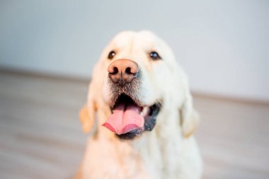 Mutlu köpek vasıl ev