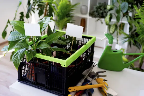 İçinde bir çiçekçi dükkanı