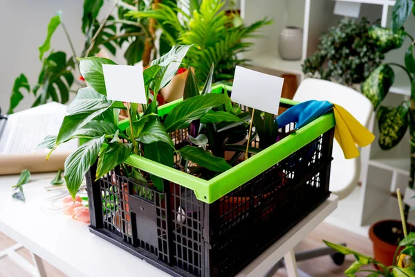 İçinde bir çiçekçi dükkanı