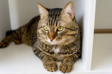 Evde beslenen hayvan kedi evde