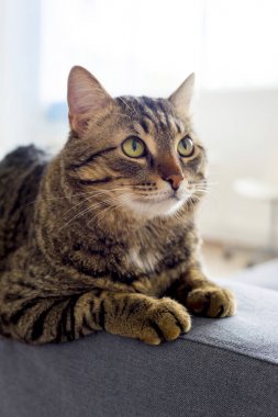 Evde beslenen hayvan kedi evde