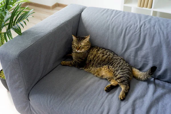 Chat animal à la maison — Photo