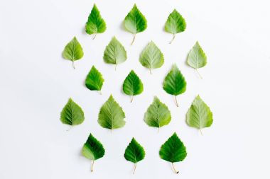 Yaprakları ile dünya