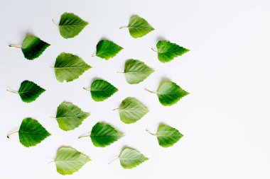 Yaprakları ile dünya