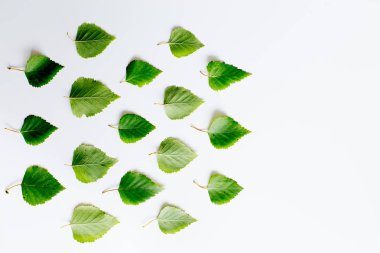 Yaprakları ile dünya