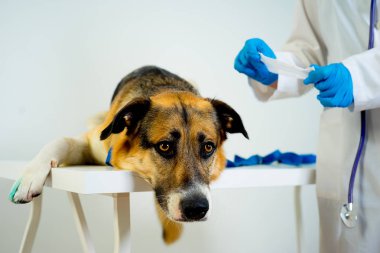 Köpeğe bir veteriner