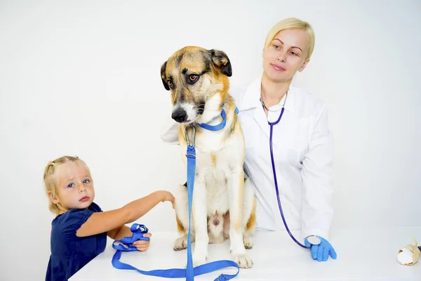 Cão em um veterinário — Fotografia de Stock