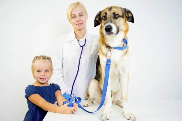Cão em um veterinário — Fotografia de Stock