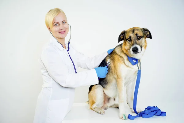 Cão em um veterinário — Fotografia de Stock