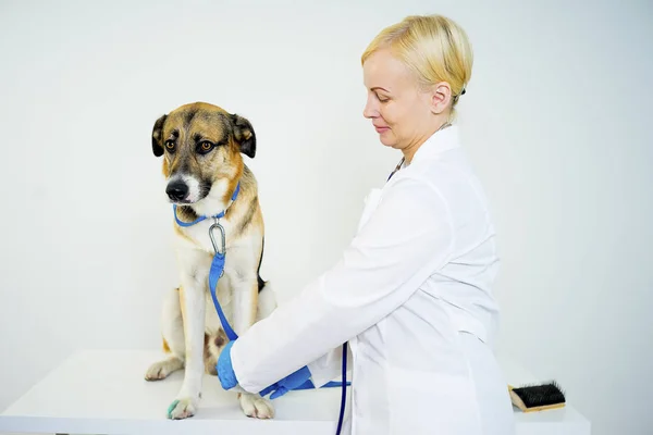 Pies w pewien badać zwierzę — Zdjęcie stockowe