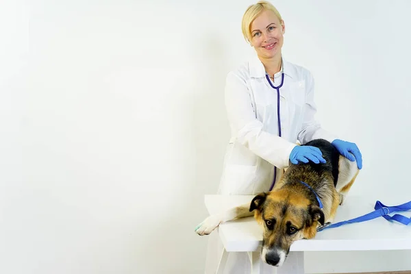 Cão em um veterinário — Fotografia de Stock