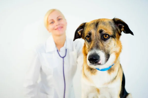 獣医の犬 — ストック写真