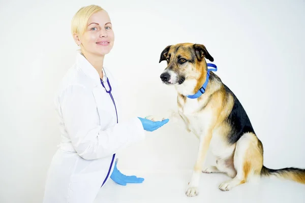 在一名兽医的狗 — 图库照片