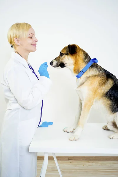 Cão em um veterinário — Fotografia de Stock