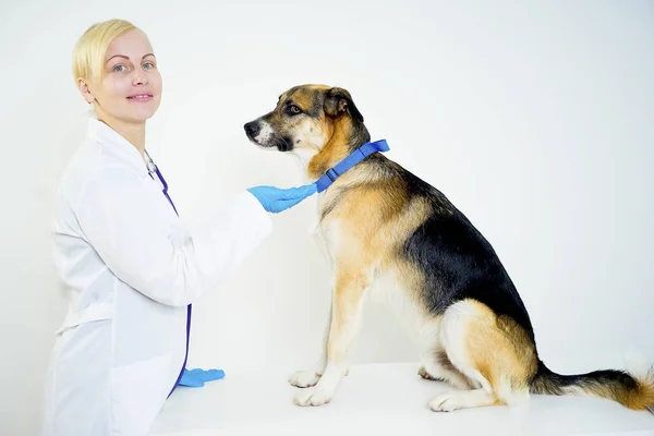 Cão em um veterinário — Fotografia de Stock